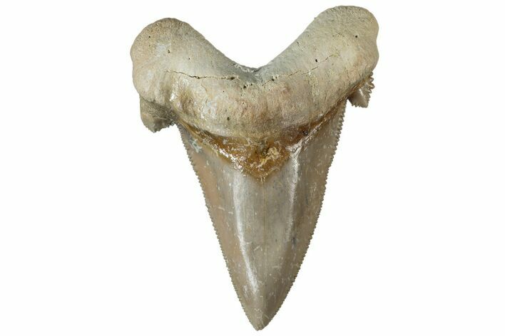 Serrated Sokolovi (Auriculatus) Shark Tooth - Dakhla, Morocco #312667